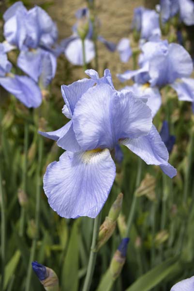 Blaue Iris im Eltviller Burghof